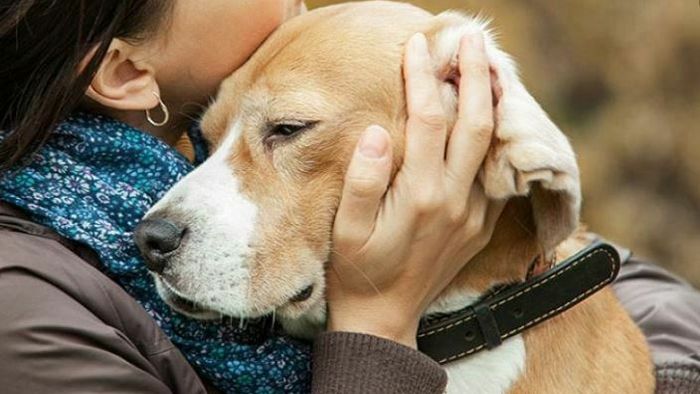 Dog catches hold of rapist while trying to flee crime scene