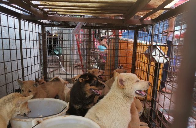 Dog meat can be sold in Nagaland, Gauhati High court stays government ban Dog meat can be sold in Nagaland, Gauhati High court stays government ban