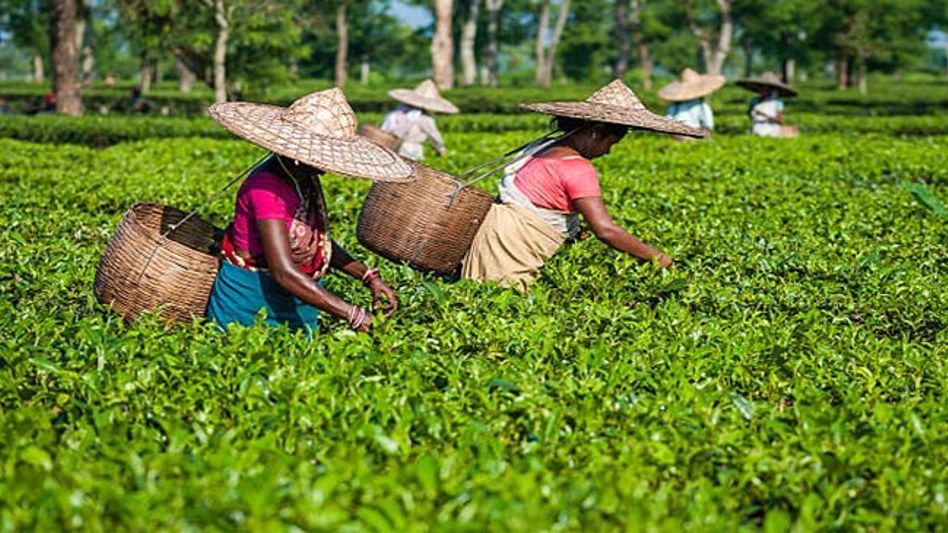 1 arrested for tea adulteration 1 arrested for tea adulteration