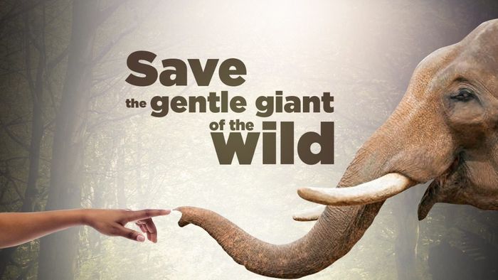 Assam has second highest number of elephants in country: Himanta Biswa Sarma