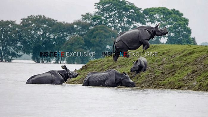 Assam floods Kaziranga