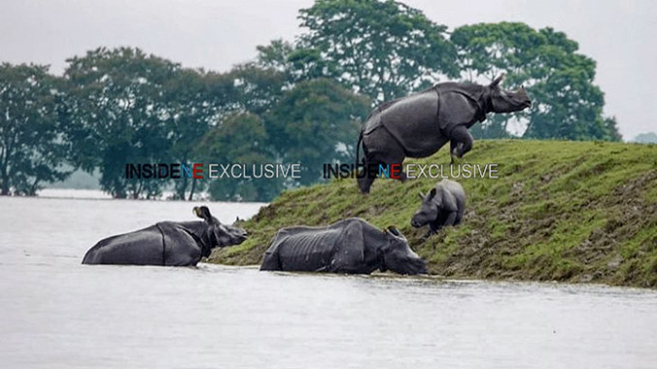 Assam: 142 animals dead in Kaziranga, 65% still submerged Assam: 142 animals dead in Kaziranga, 65% still submerged