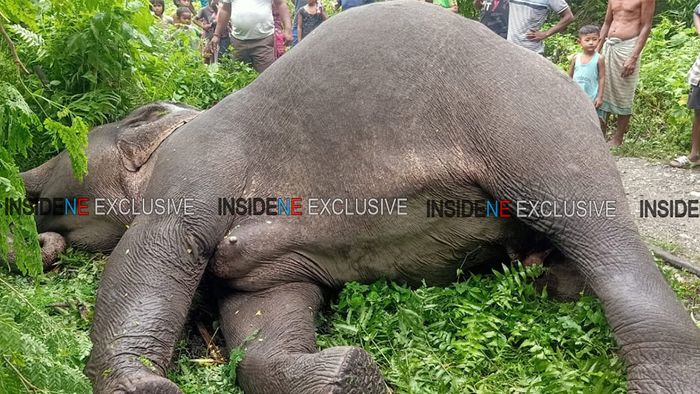 Assam: Wild jumbo electrocuted to death in Baksa