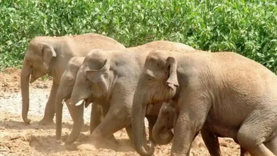 Assam: 16-year-old killed by elephants in Goalpara Assam: 16-year-old killed by elephants in Goalpara