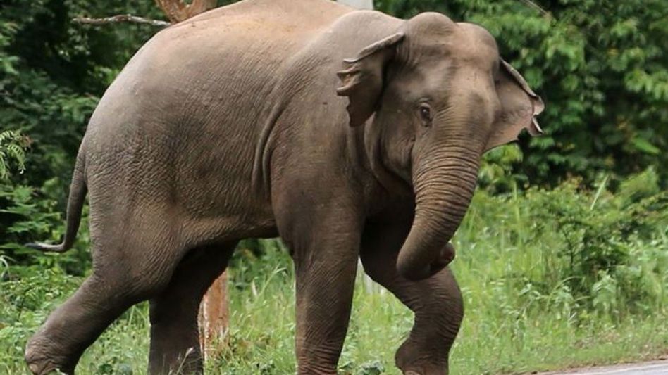 Assam: One seriously injured in Jumbo attack along Indo-Bhutan border in Baksa Assam: One seriously injured in Jumbo attack along Indo-Bhutan border in Baksa