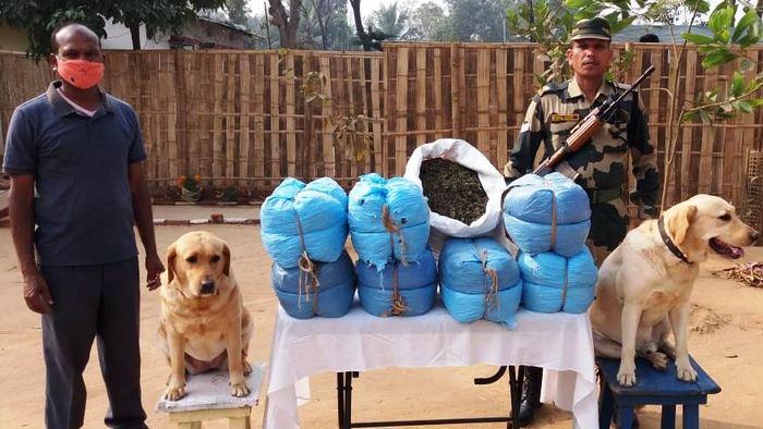 Yaba Tablets, Ganja recovered in Tripura