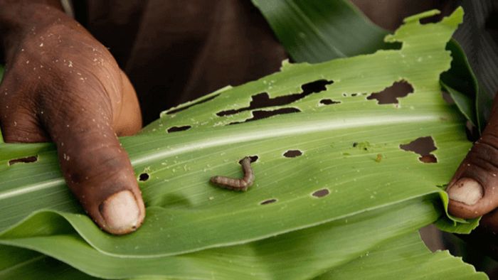 Mizoram: Fall Army Worm (FAW) Outbreak, more than 2k households affected