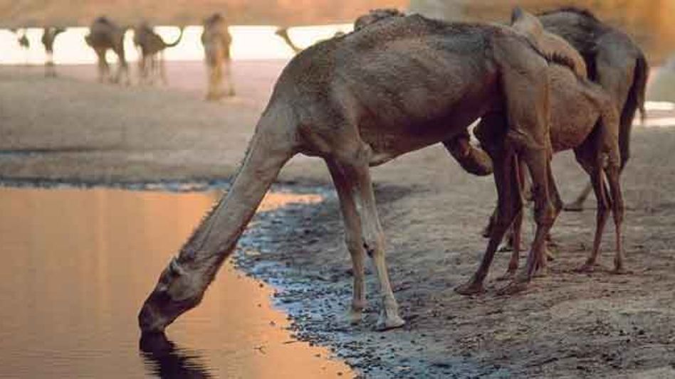 Australia's Killing of 10,000 Camels amid Forest Fire Sparks Worldwide Outrage Australia's Killing of 10,000 Camels amid Forest Fire Sparks Worldwide Outrage