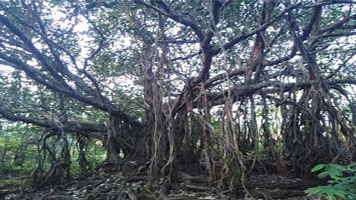 Banyan Tree