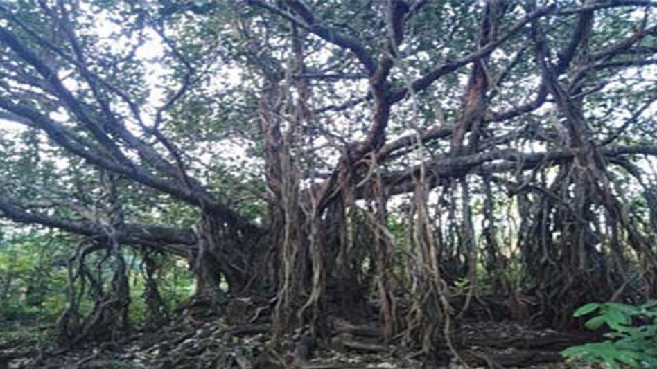 Assam Villagers Celebrate Birthday of 207 yrs Old Banyan Tree Assam Villagers Celebrate Birthday of 207 yrs Old Banyan Tree