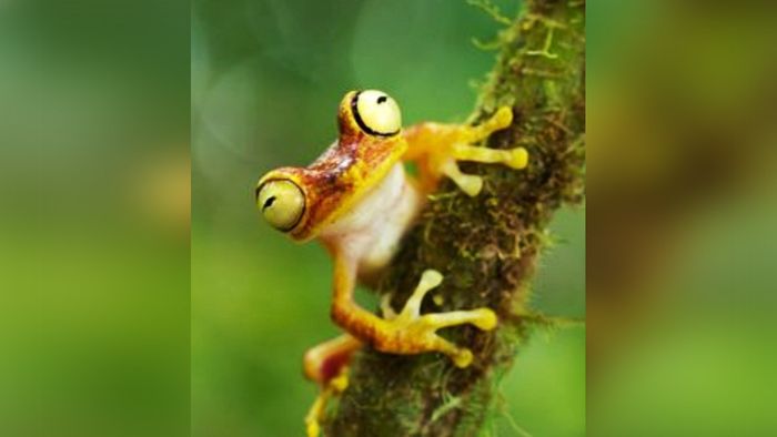 Assam village turns heaven for frogs, not a single killed to date