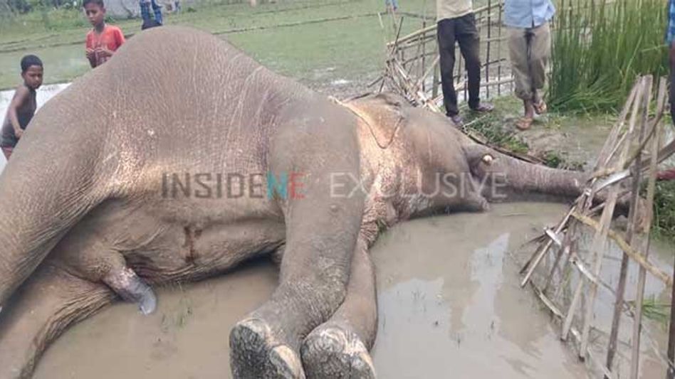Gajraj Tragedy: Elephant dies of electrocution in Kaziranga Gajraj Tragedy: Elephant dies of electrocution in Kaziranga