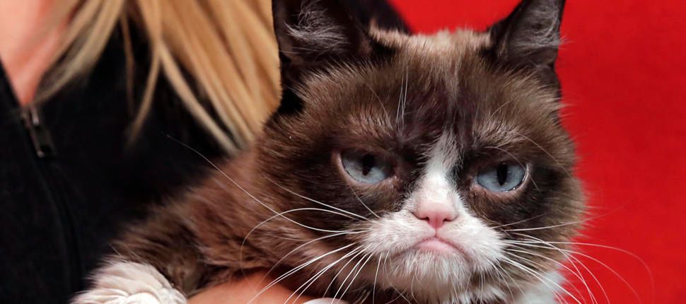 Grumpy Cat poses for photos in New York, Monday, Nov. 14, 2016