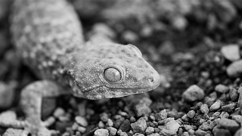 Six new species of lizards found in Northeast Six new species of lizards found in Northeast