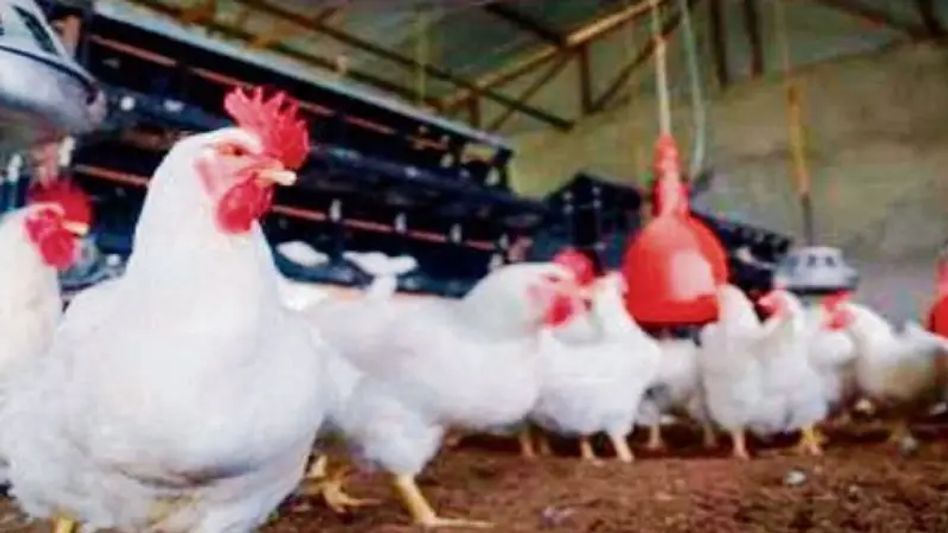 First human case of H5 bird flu confirms in Colorado, US First human case of H5 bird flu confirms in Colorado, US