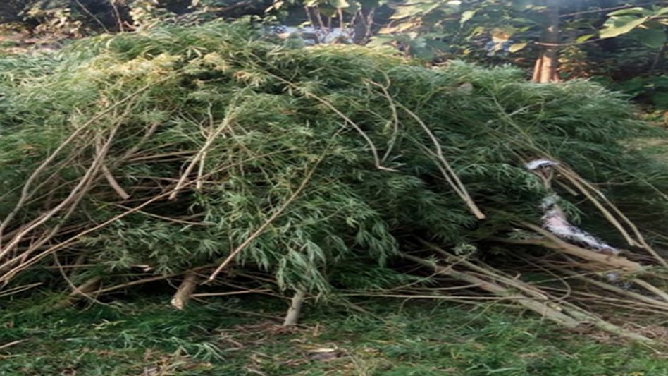 POLICE DESTROYS 400 KG OF HEMP IN MEGHALAYA POLICE DESTROYS 400 KG OF HEMP IN MEGHALAYA