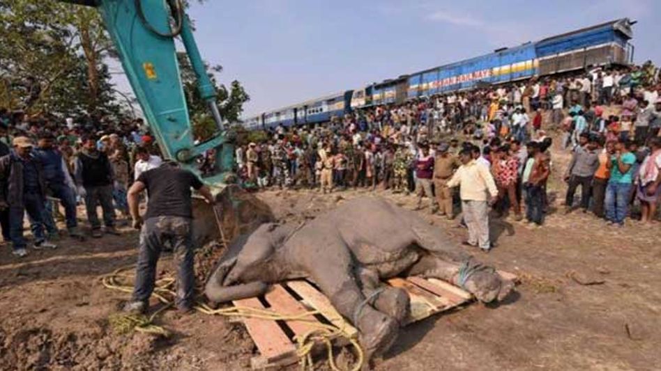'Plan Bee' is the Key to Save the Elephants of 'Deepor Beel' 'Plan Bee' is the Key to Save the Elephants of 'Deepor Beel'