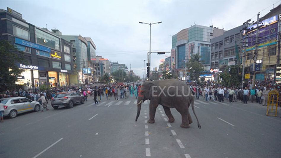 No safe homes for the wild? Wild Jumbo creates havoc on Guwahati streets No safe homes for the wild? Wild Jumbo creates havoc on Guwahati streets