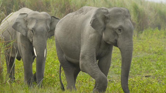 28 Elephants test positive for COVID-19 in Tamil Nadu