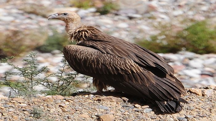 HIMALAYAN VULTURES