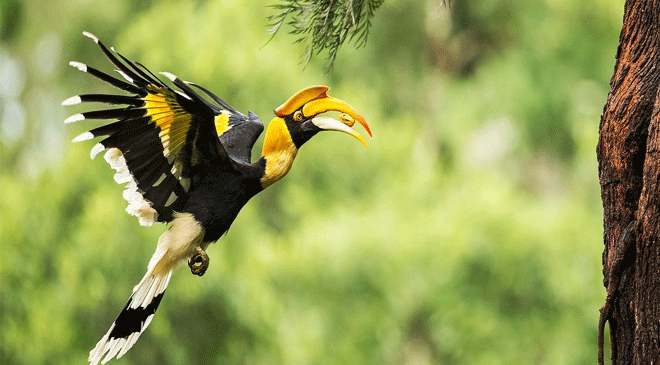 The Secret Behind Upcoming “Hornbill Festival” in Tripura!