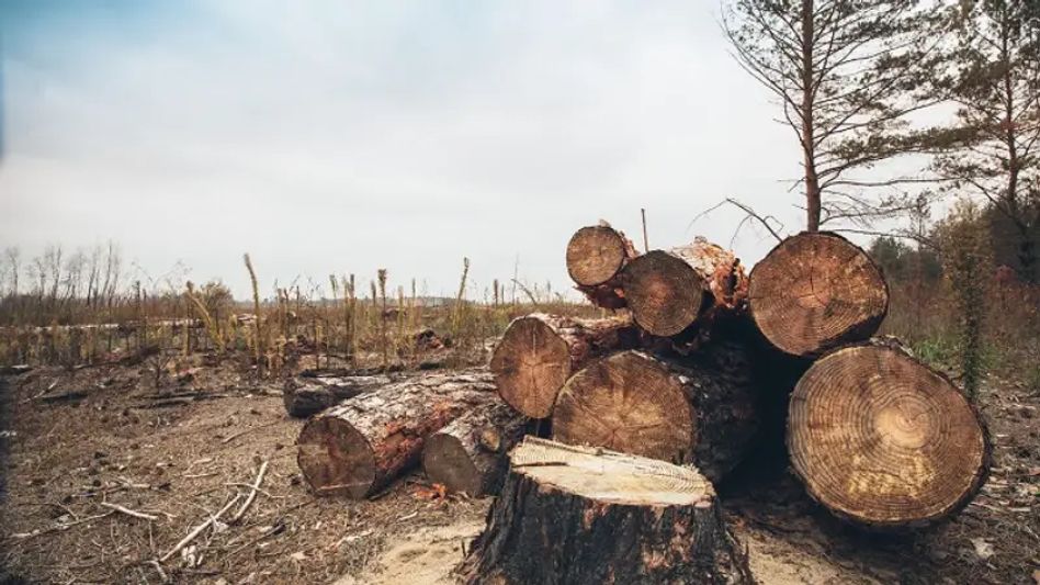 Assam: Large stash of illegal timber recovered from Dihing Patkai, 4 arrested Assam: Large stash of illegal timber recovered from Dihing Patkai, 4 arrested