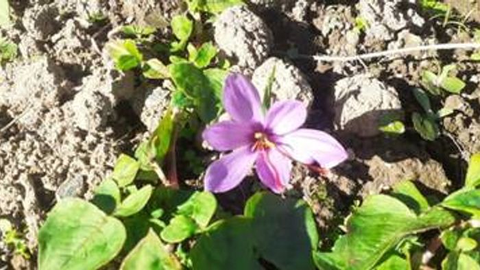 saffron