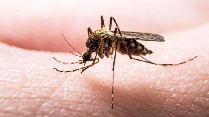 Tripura: Govt issues high alert of sudden spike in malaria cases