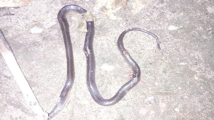 snake bite death Arunachal