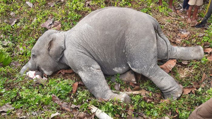 2 elephants killed by poisoning in Assam