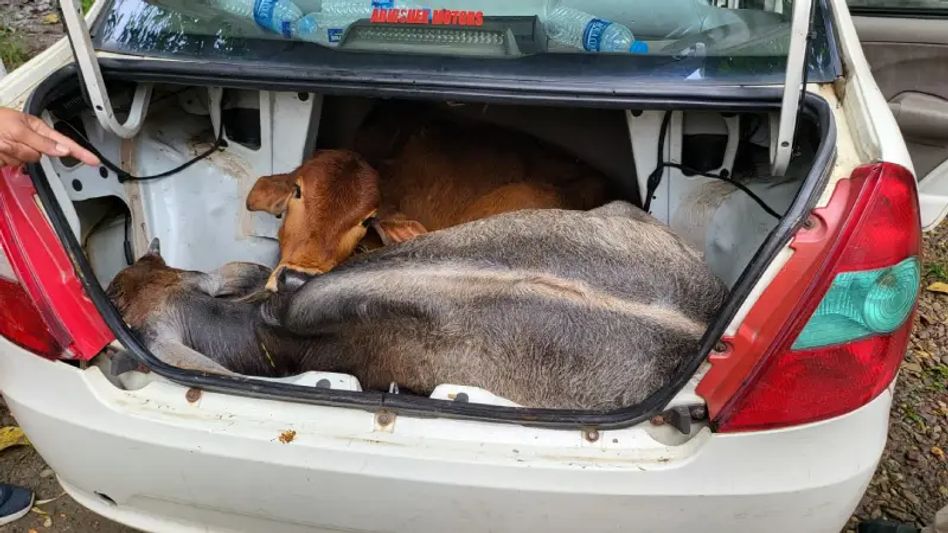 Police and cattle smugglers exchange gunfire in Dhubri district; one spot dead Police and cattle smugglers exchange gunfire in Dhubri district; one spot dead
