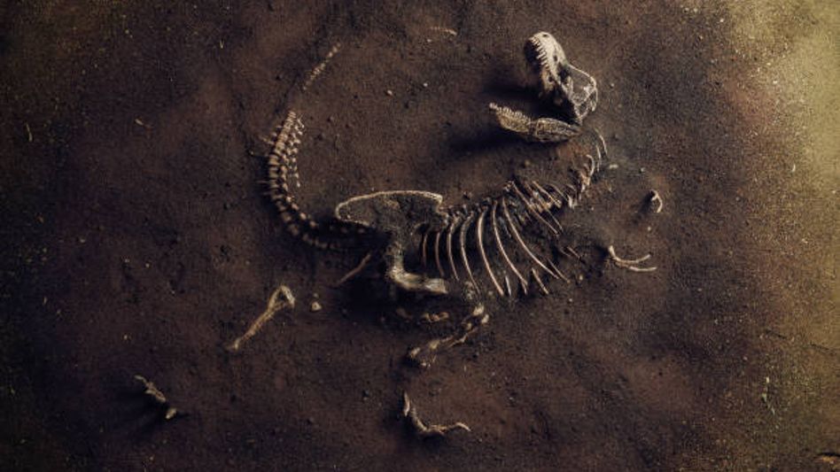 Nearly 100 million years old Dinosaur bones discovered in Meghalaya Nearly 100 million years old Dinosaur bones discovered in Meghalaya