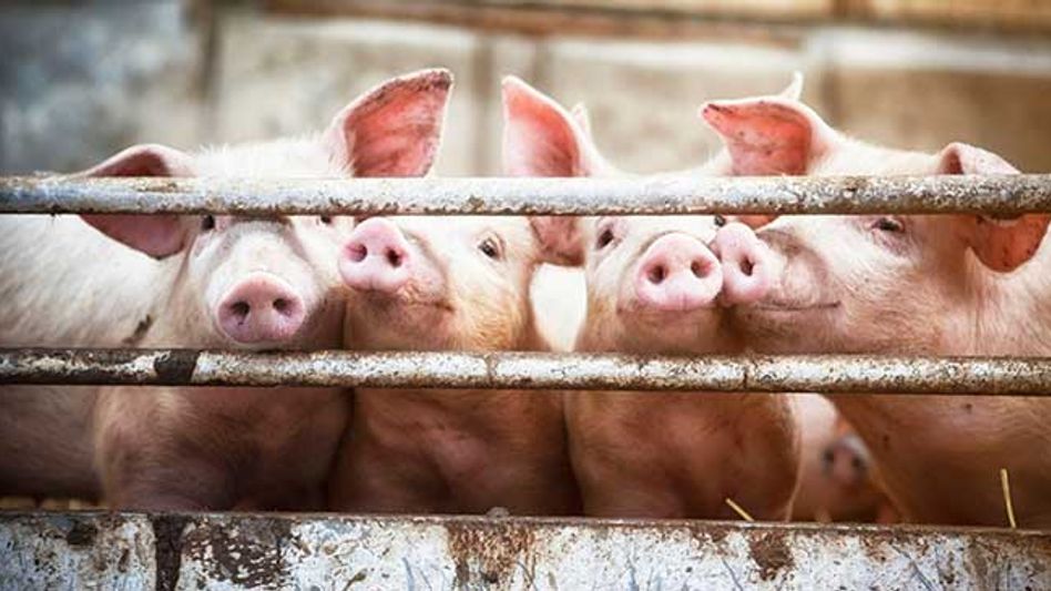 Pig Farming Body Wants to Turn North East India into 'Piggery Hub' Pig Farming Body Wants to Turn North East India into 'Piggery Hub'