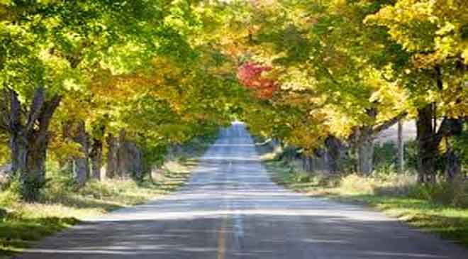 Uttar Pradesh Introduces ‘One Road, One Tree’ Concept