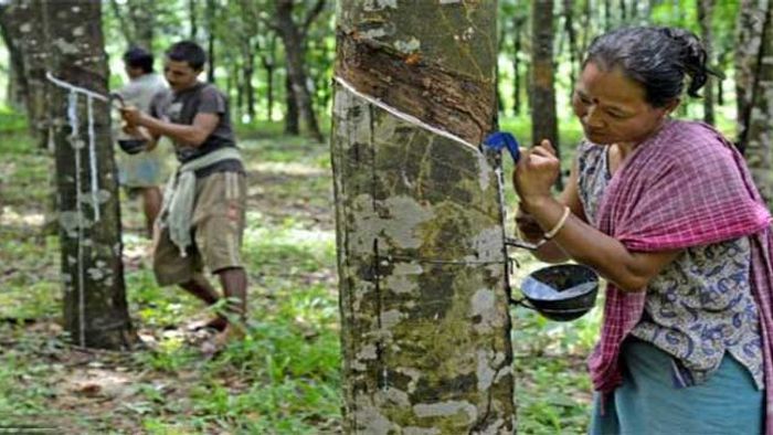 2nd Largest Producer Tripura to Get its Own Rubber Clone