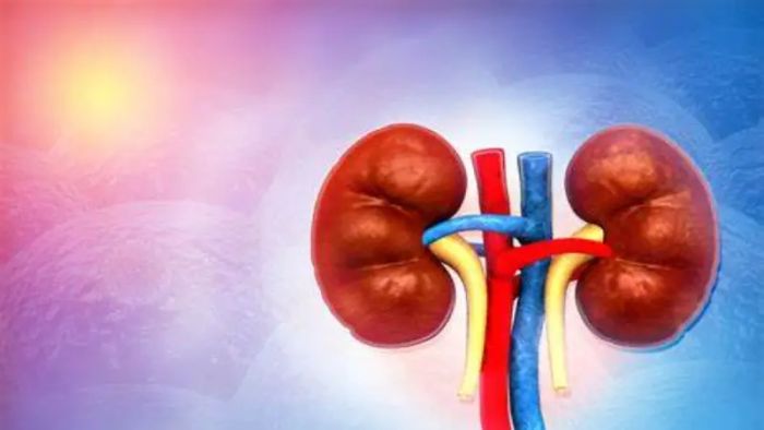 kidney