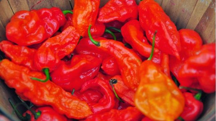 Nagaland's King Chilli exported to London for the first time