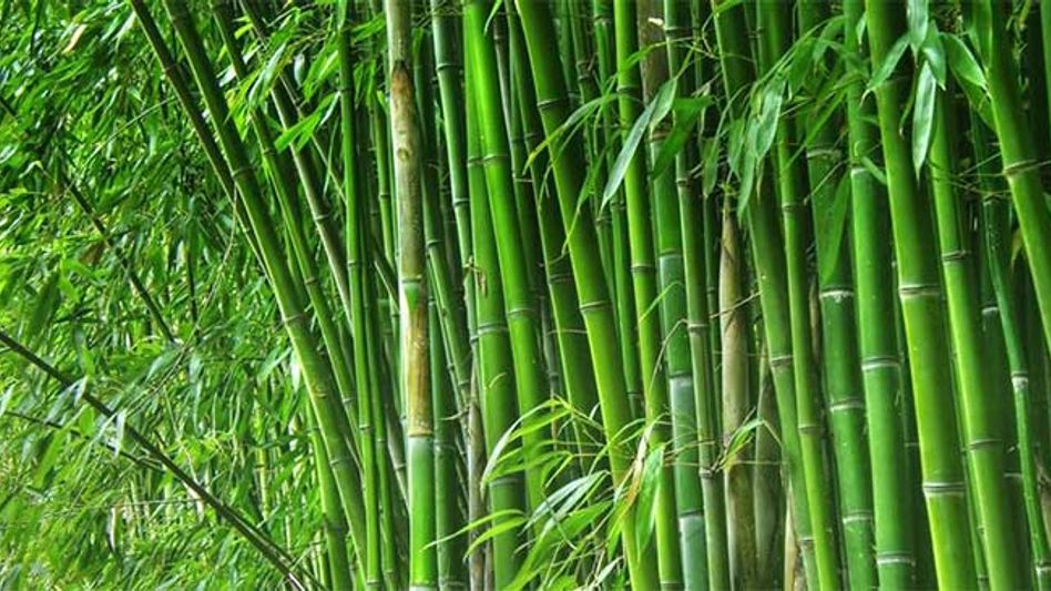 App for bamboo construction opportunities launched in Arunachal App for bamboo construction opportunities launched in Arunachal
