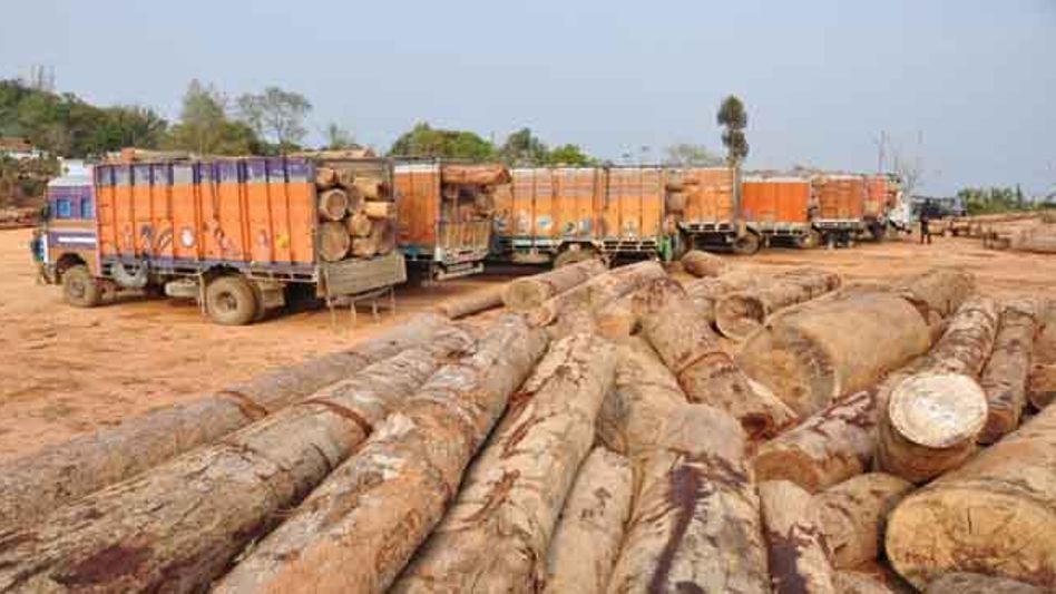 Assam: Sawmill busted in Chirang as timber logs seized Assam: Sawmill busted in Chirang as timber logs seized