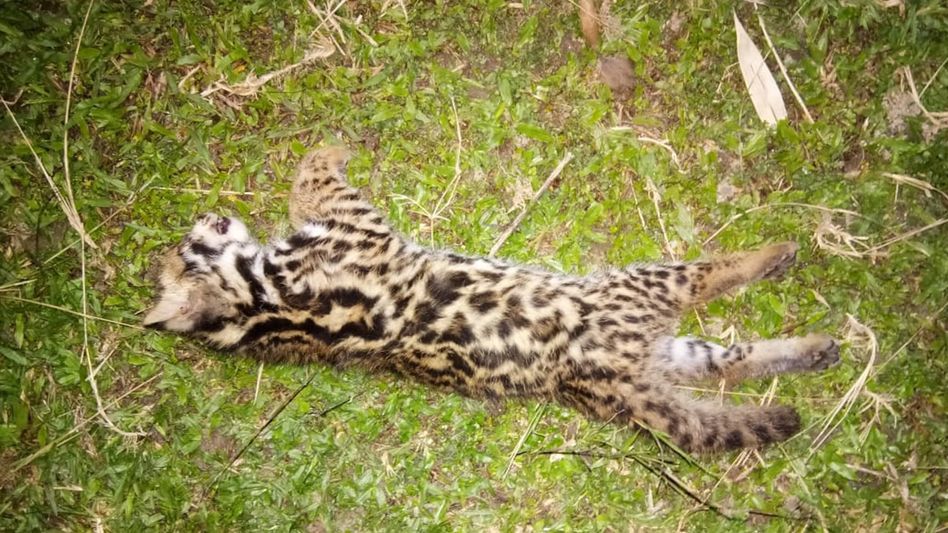 Assam: Death of leopards from parasitic disease poses another threat to humans Assam: Death of leopards from parasitic disease poses another threat to humans