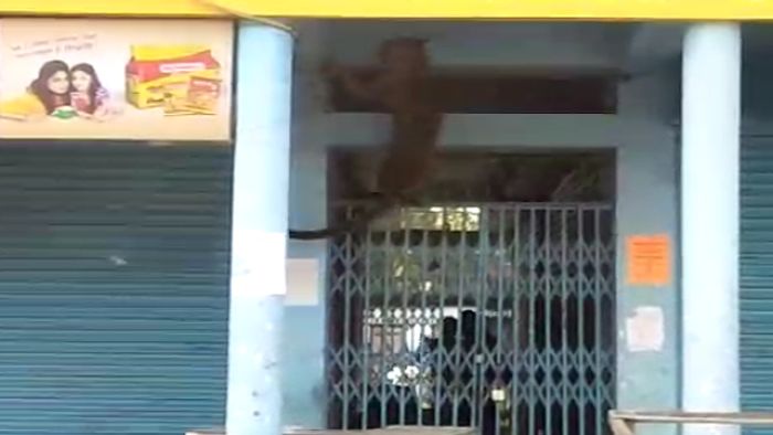 leopard creating havoc