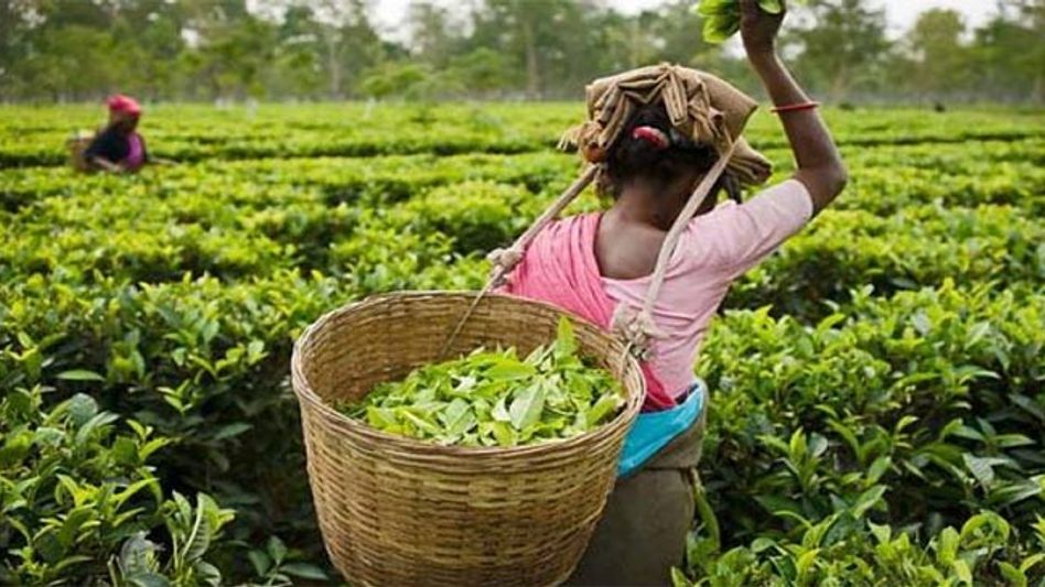 Tea garden labourers demand Rs 350 as daily wage Tea garden labourers demand Rs 350 as daily wage