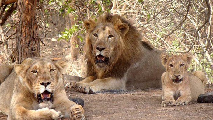 Lions COVID positive