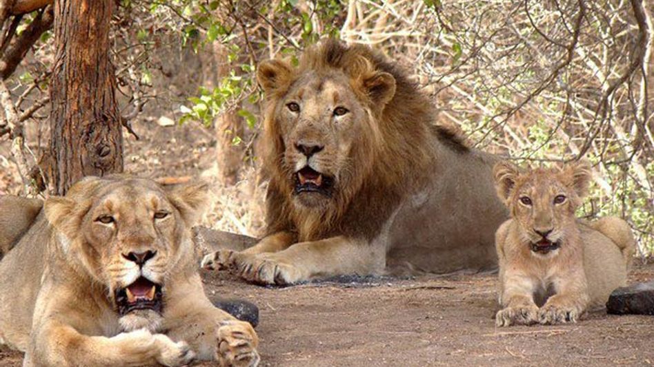 8 Asiatic lions test positive for COVID-19 in India; kept in isolation 8 Asiatic lions test positive for COVID-19 in India; kept in isolation