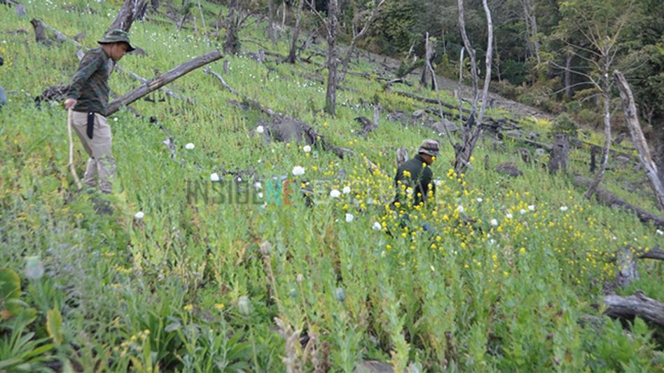 Joint Authorities of Manipur destroys Poppy worth Rs 2 crore Joint Authorities of Manipur destroys Poppy worth Rs 2 crore