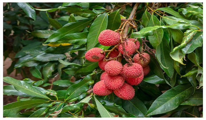 TEZPUR LITCHI