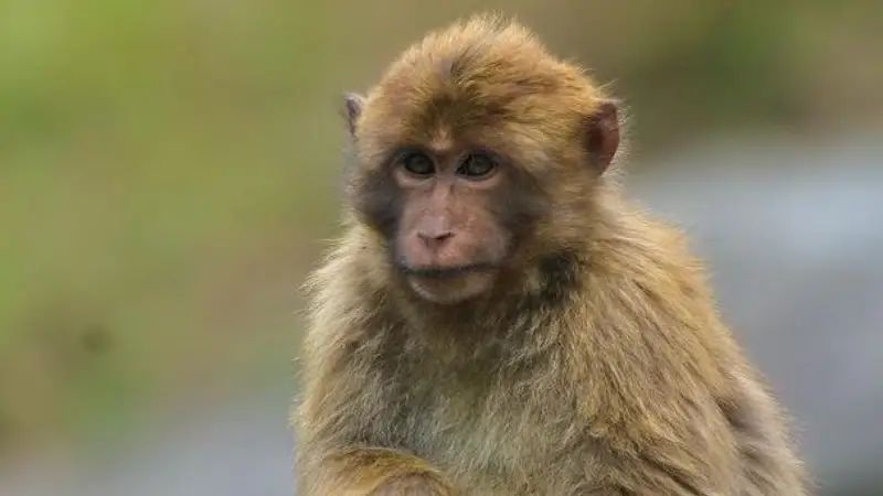 Scientists discover new macaque species in Arunachal