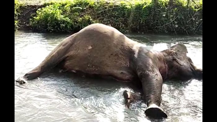 Wild Elephant Found Dead In Assam’s Baksa District