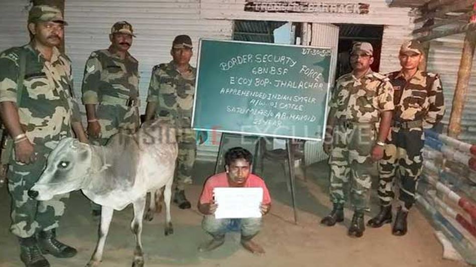 Cattle Smugglers Nabbed from Indo-Bangla Border Cattle Smugglers Nabbed from Indo-Bangla Border