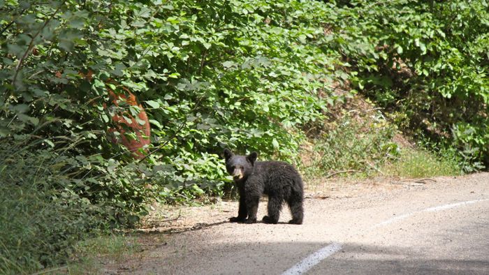 Resurgence of nature due to COVID-19: reality or myth?